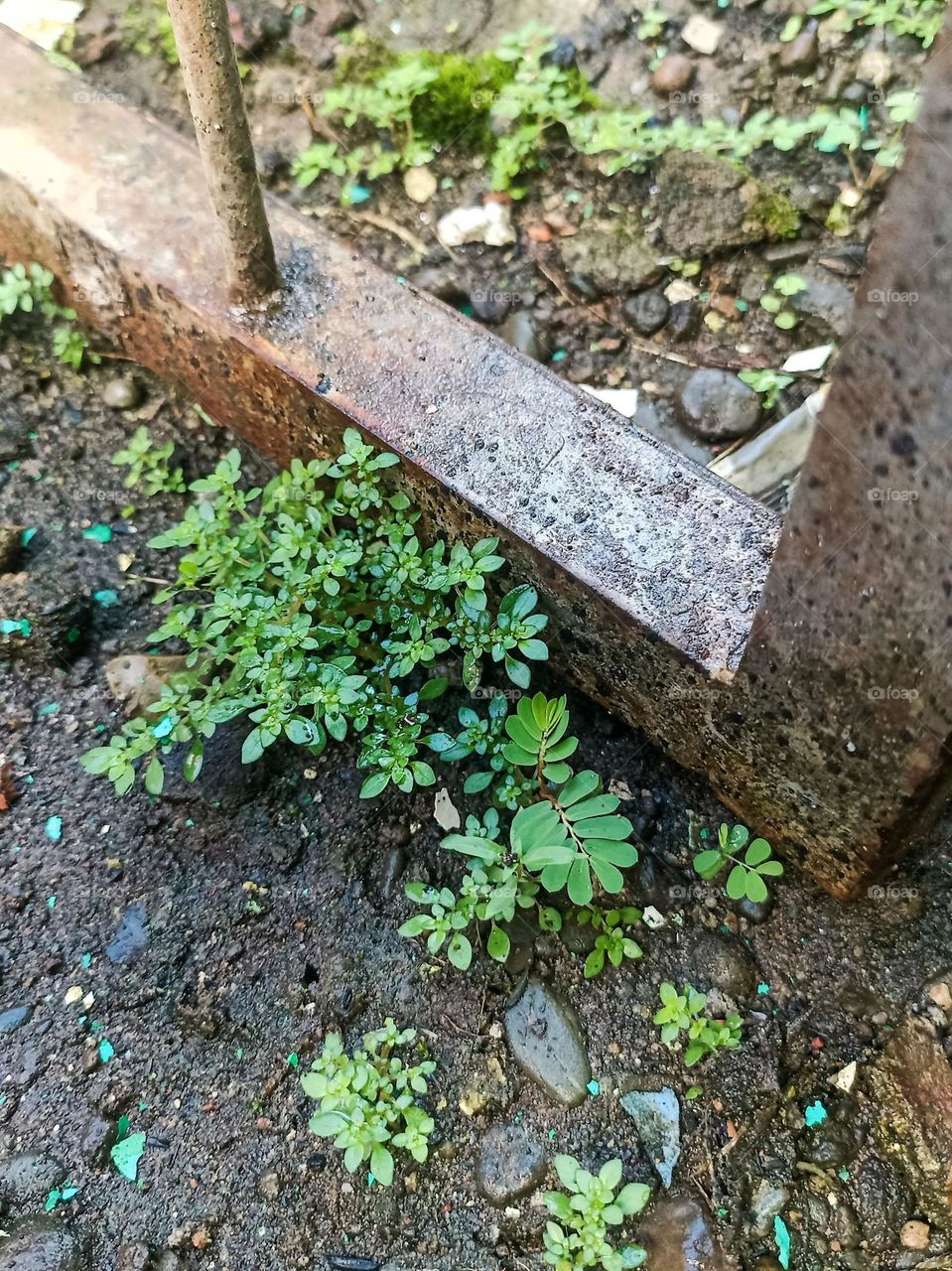 Close-up view of an old and rusty iron fence laid on the ground, with some small green plants growing around it in high angle view