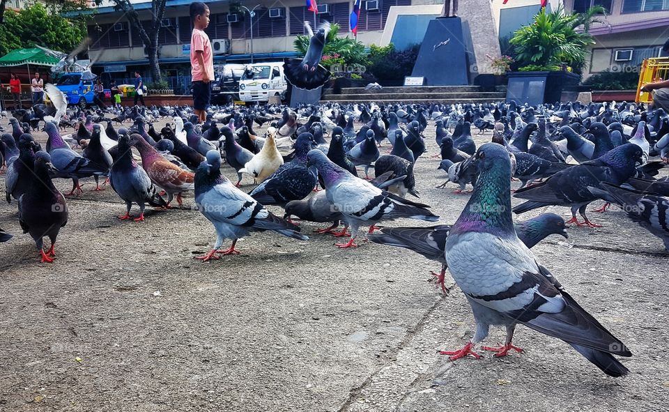 pigeons in the park
