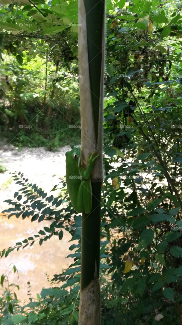 frog on bamboo