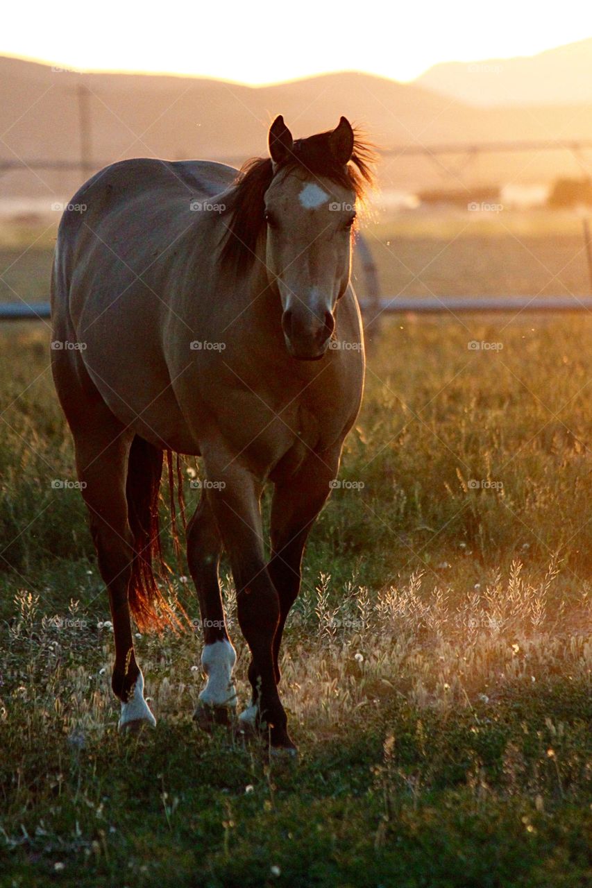 Majestic horses