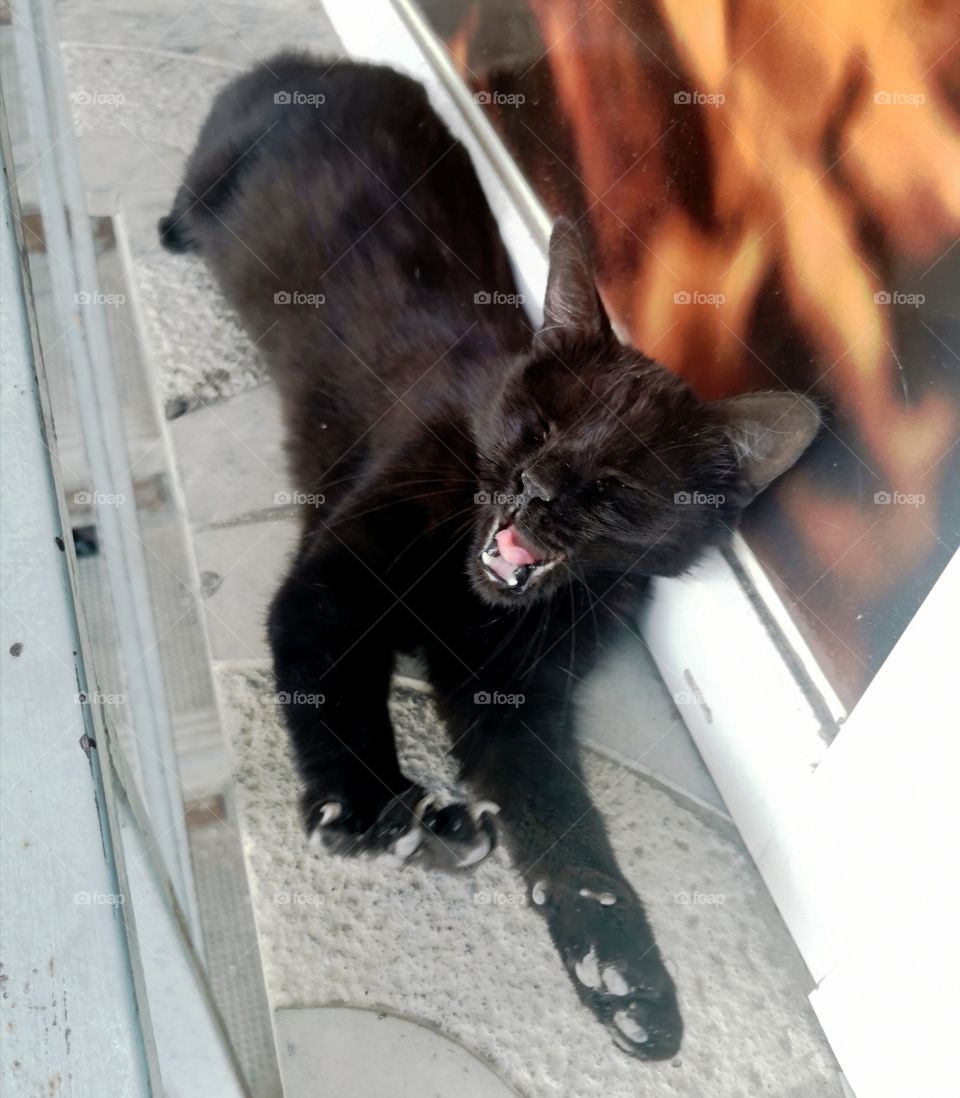 Cat outdoor street alone homeless day view kitten