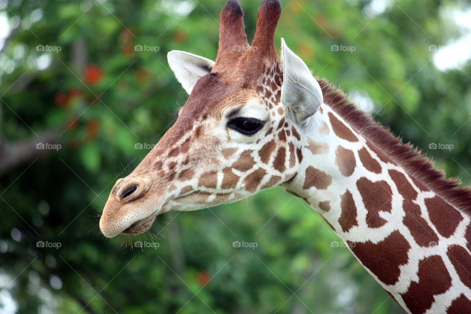 Giraffe Head Green Background
