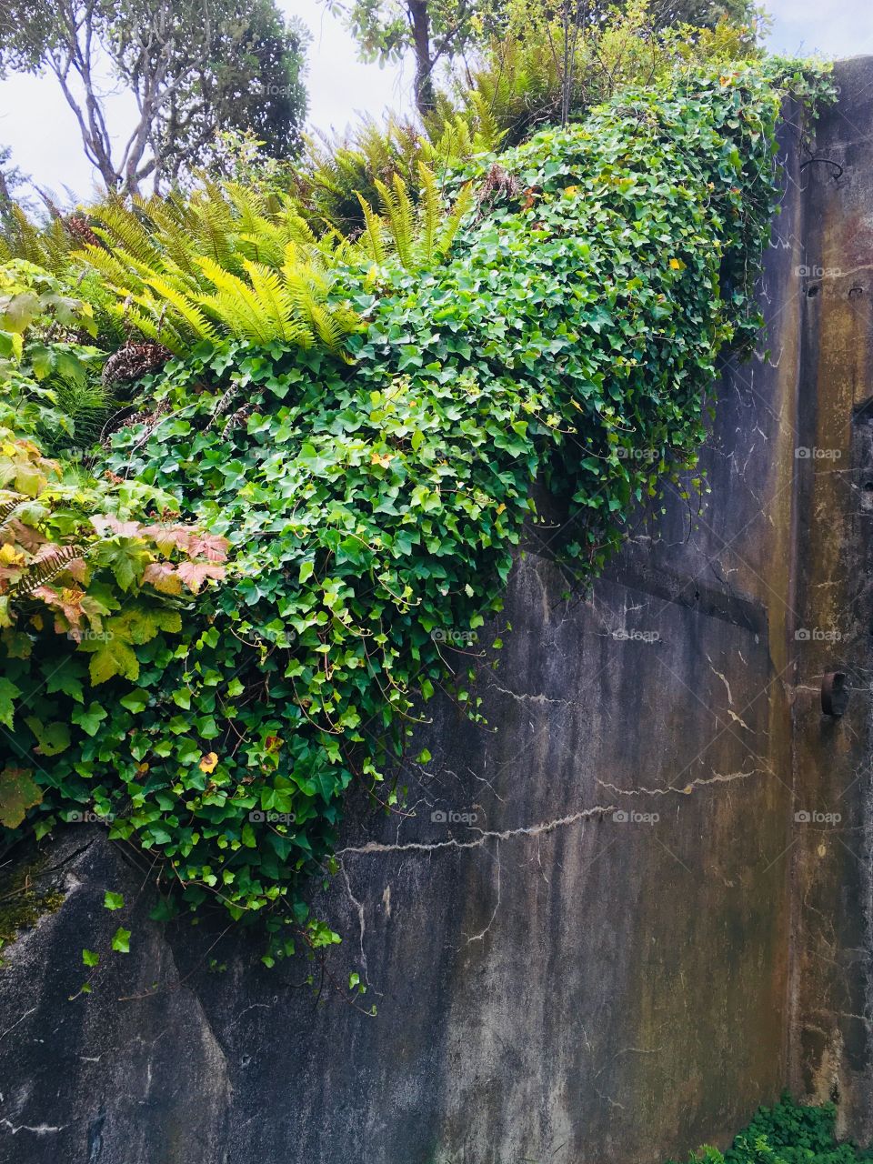 Ivy on wall