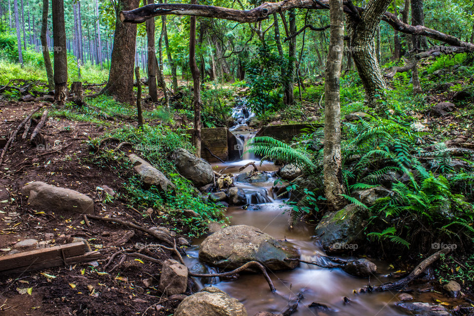 water stream going all the way through the forest