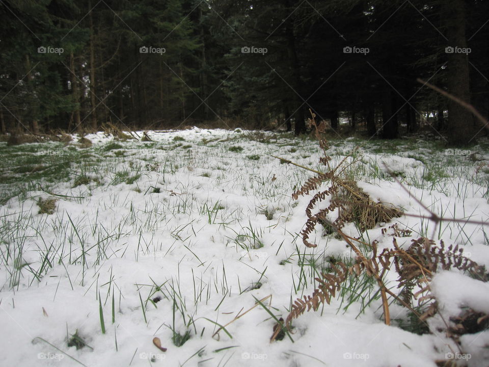 Grass In The Snow