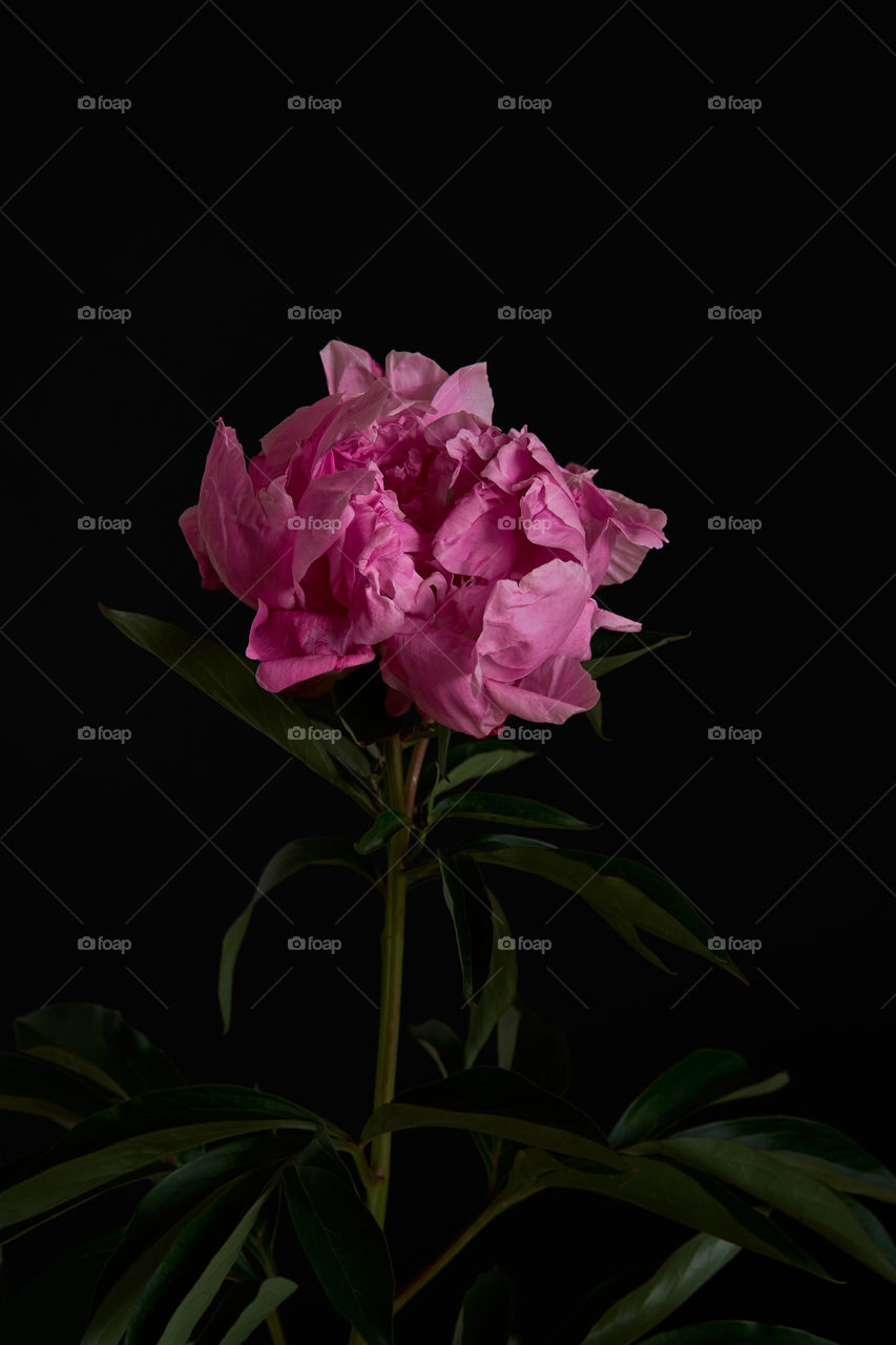 Pink blooming peony on a black background 