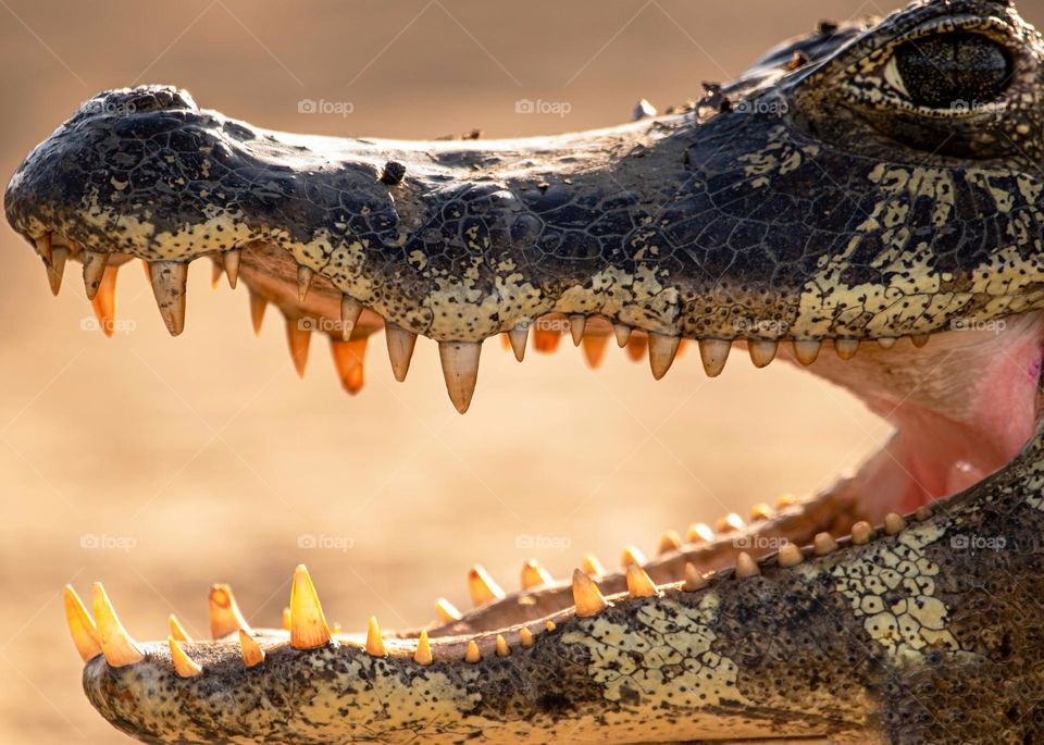 Jacaré do Pantanal mostrando seus dentes afiados.