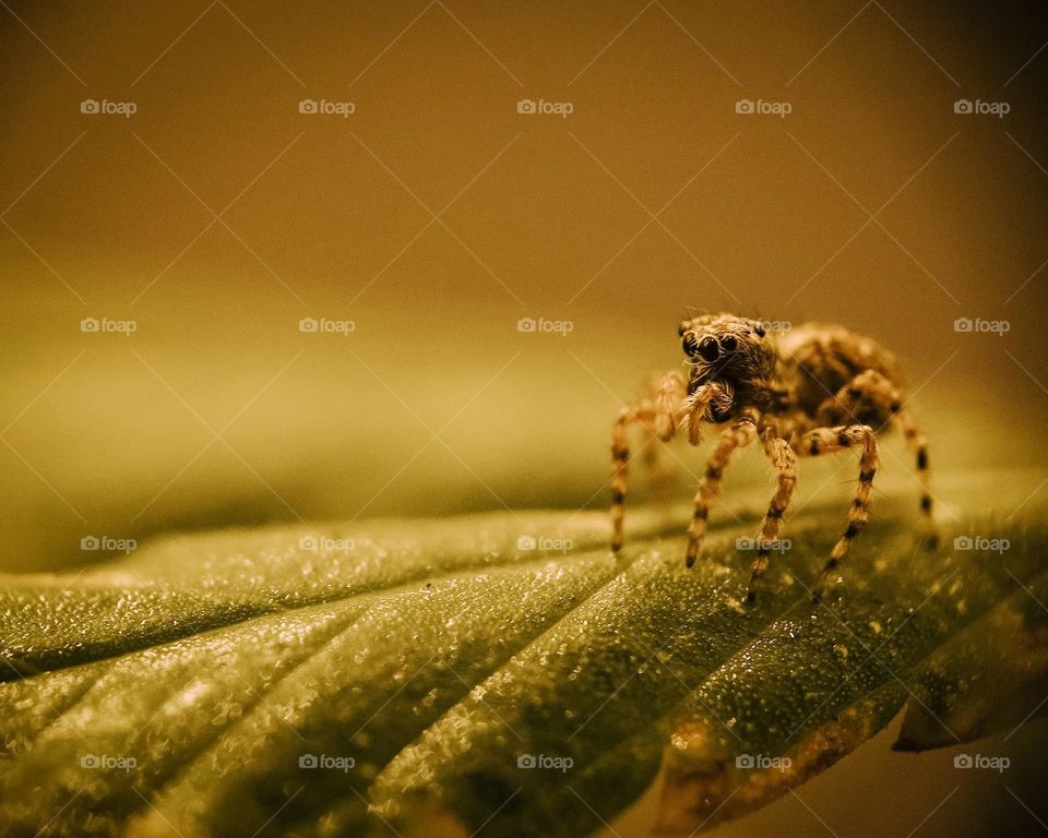 Beautiful Macro Shot of a Jumping Wolf Spider on a wet leaf, with little water droplets. Beautiful Arachnid macro shot, details of the face of the animals.