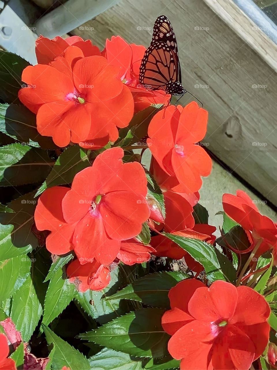 Butterfly enjoying the flowers 
