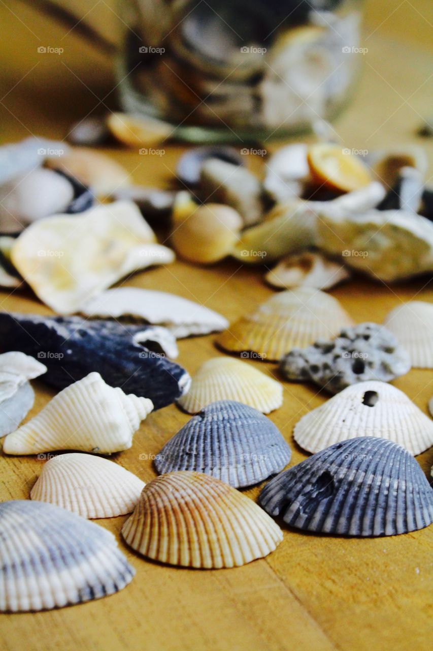 Multicolored seashells