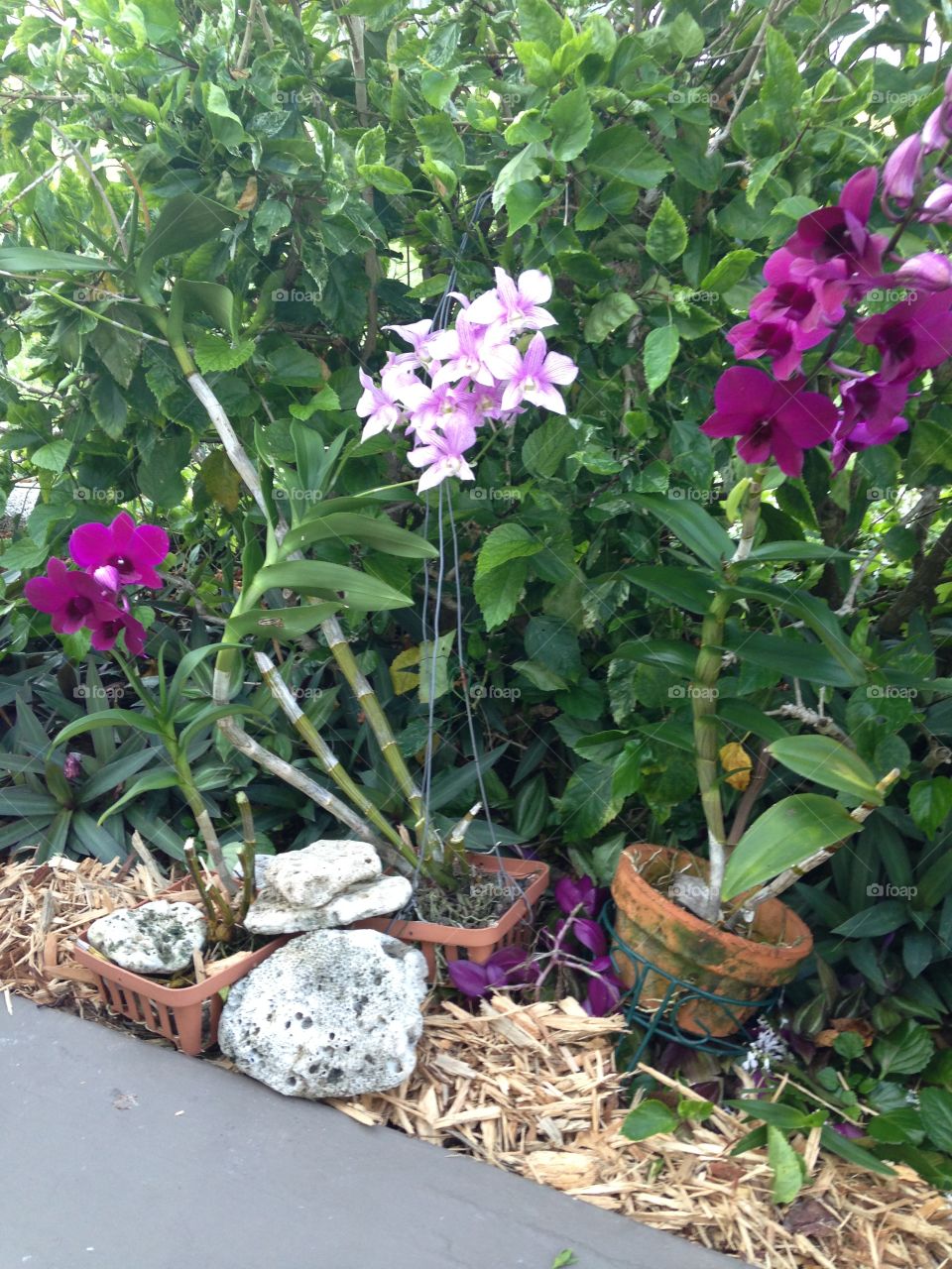 Purple and pink orchids