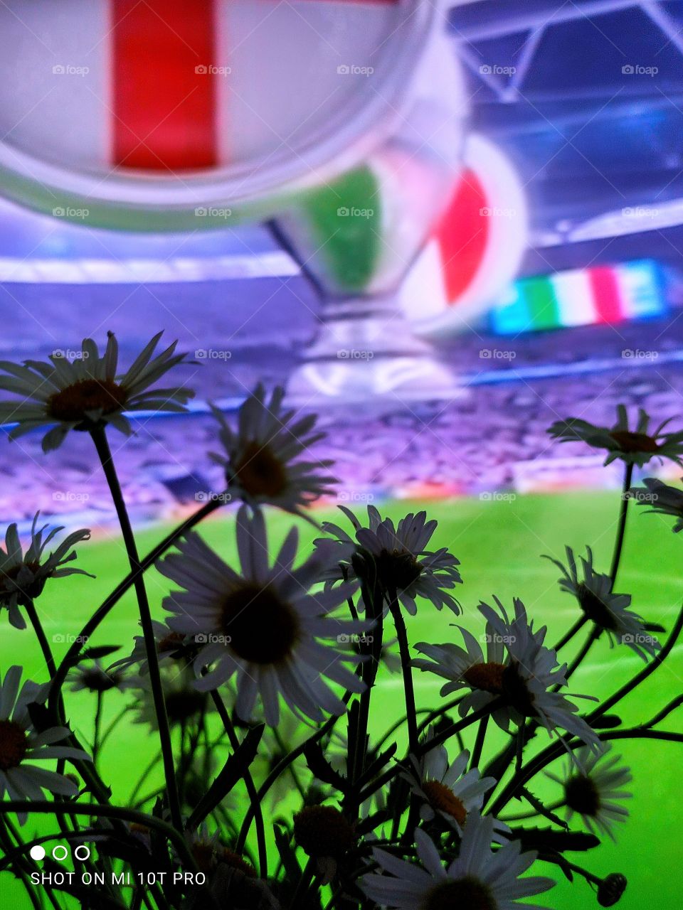 Daisies against the background of the broadcast of the final of the European Football Championship 2020