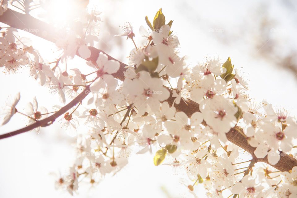 Fruit tree blossom 