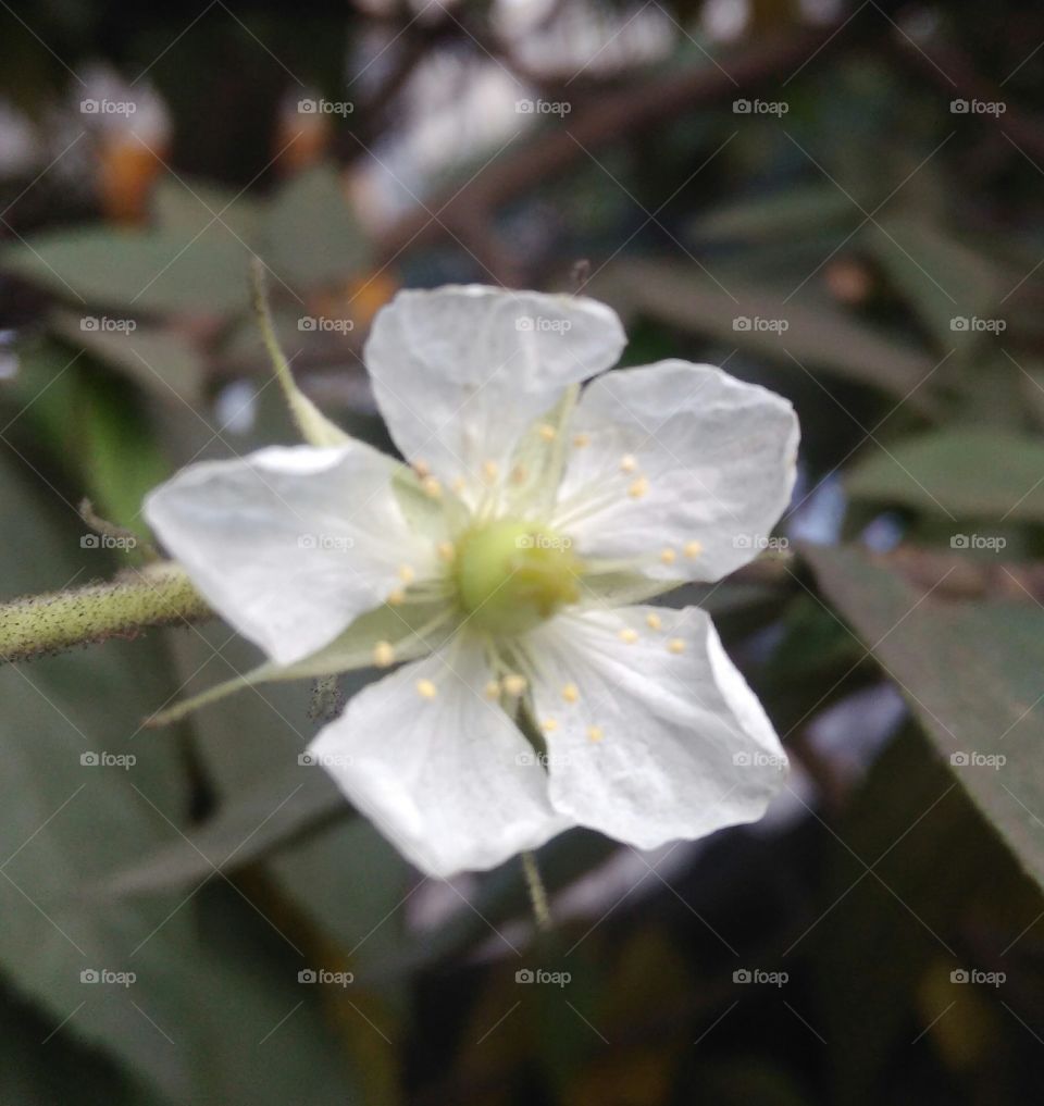 sweet small white flower