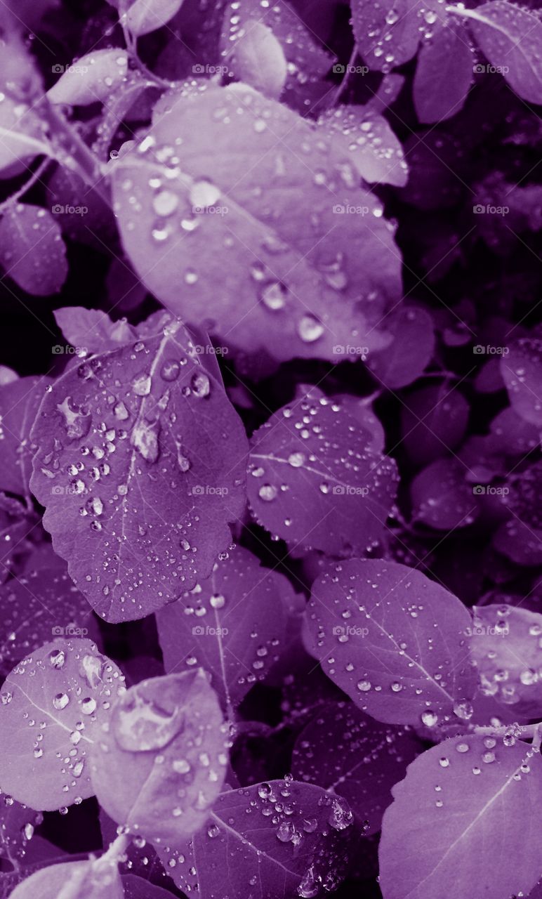 Purple leaves with water drops