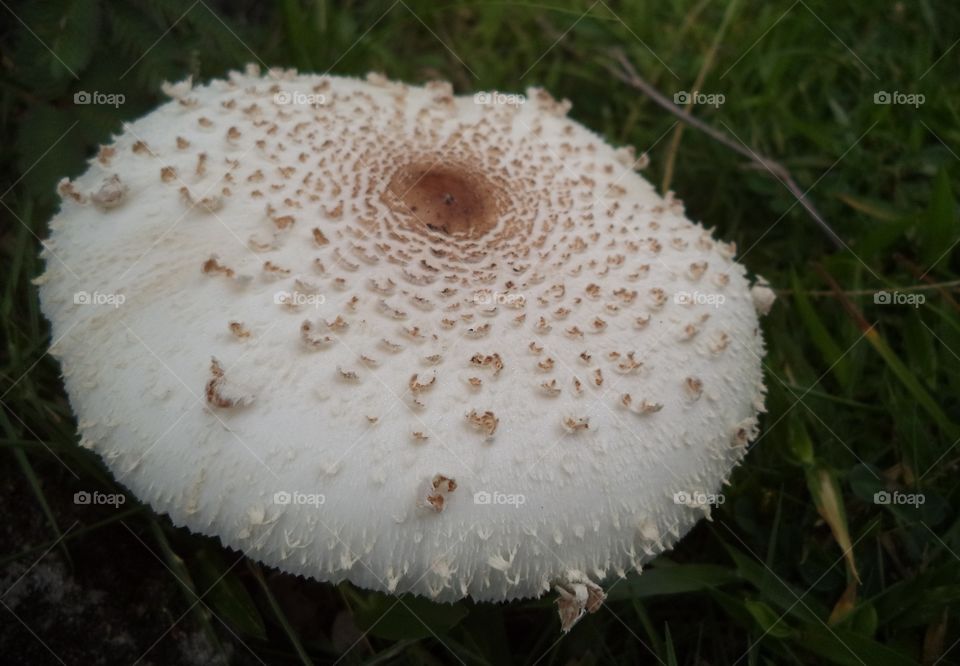 Mushroom
