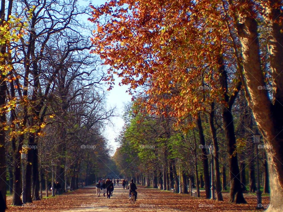 Trees in a boulevard of Parma city park (Italy ).