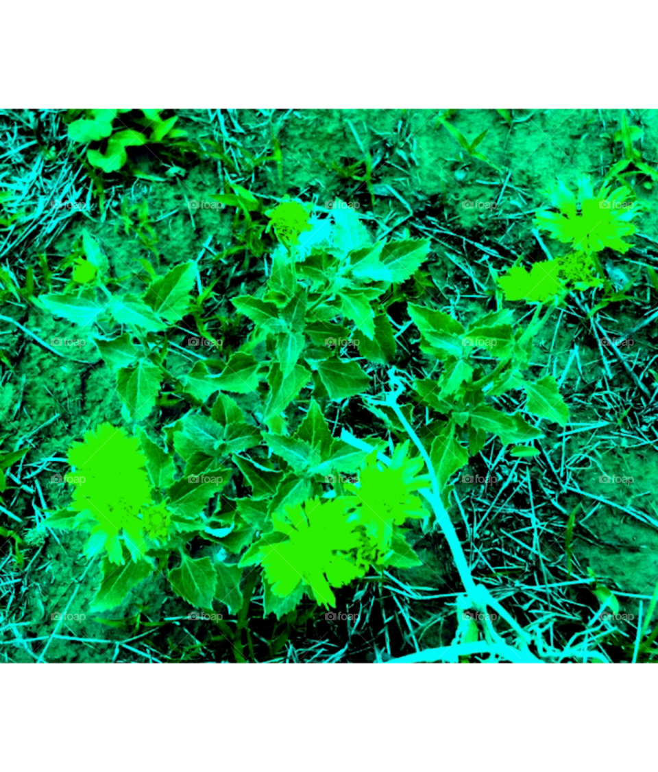 beautiful flower image