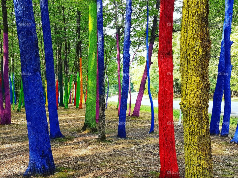 The Colorful Forest