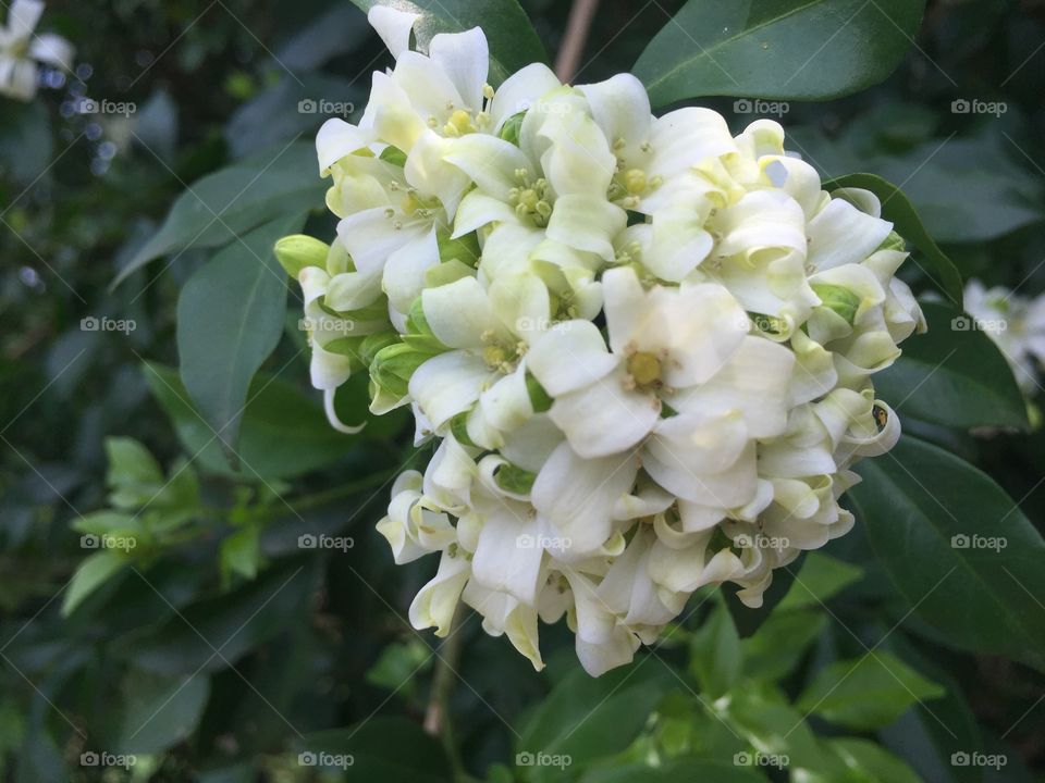 Flower, Flora, Nature, Leaf, Garden