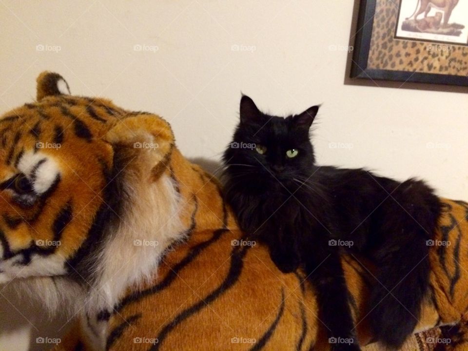 Black cat on a stuffed tiger