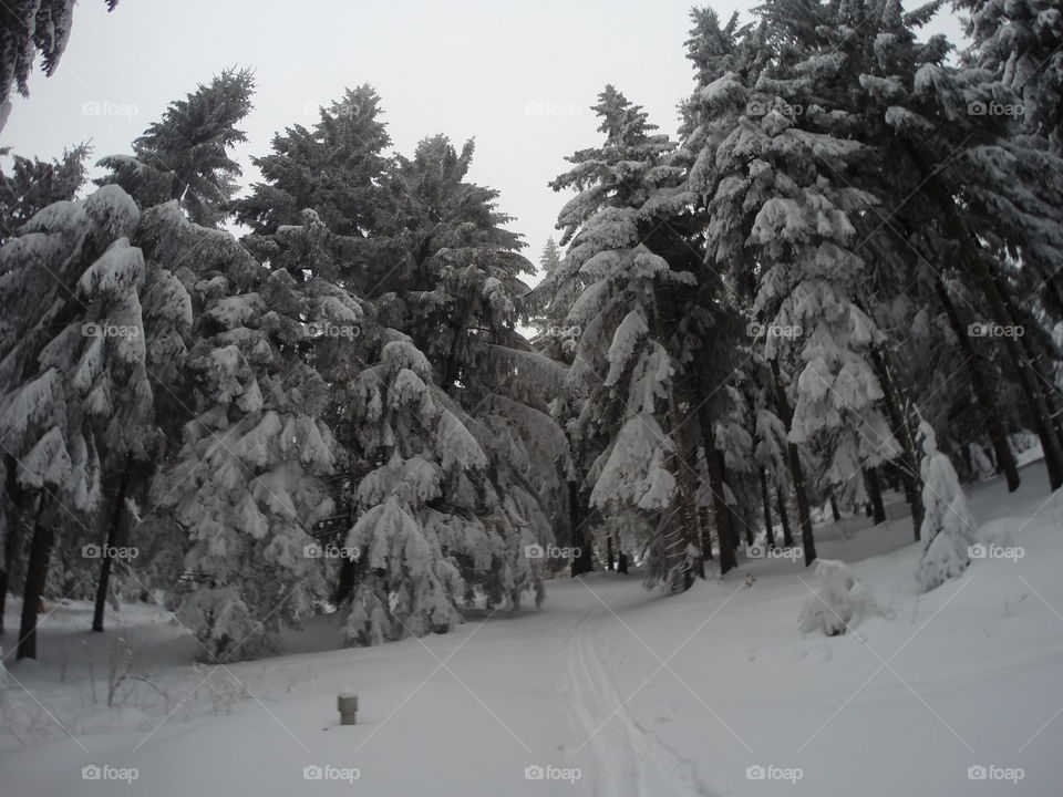 Snow, Winter, Tree, Cold, Evergreen