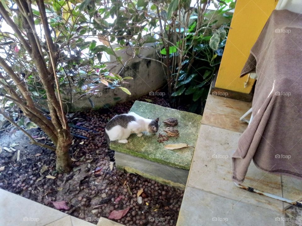 Cat eating dry food with frogs 