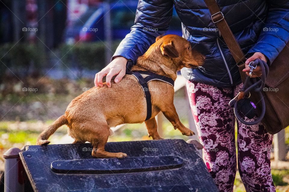 Taking dog for the walk