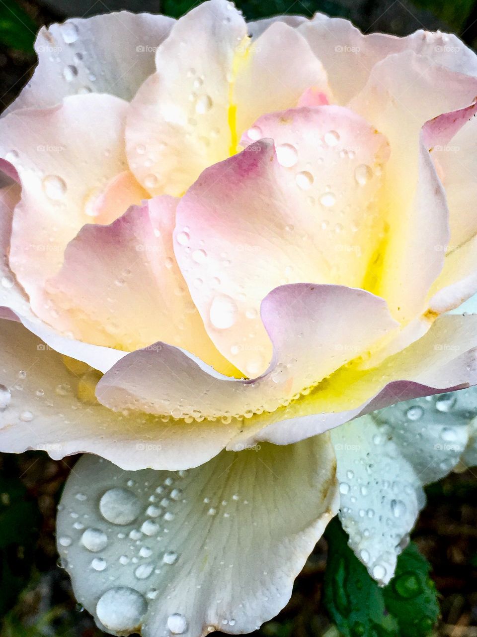 Raindrops on Roses