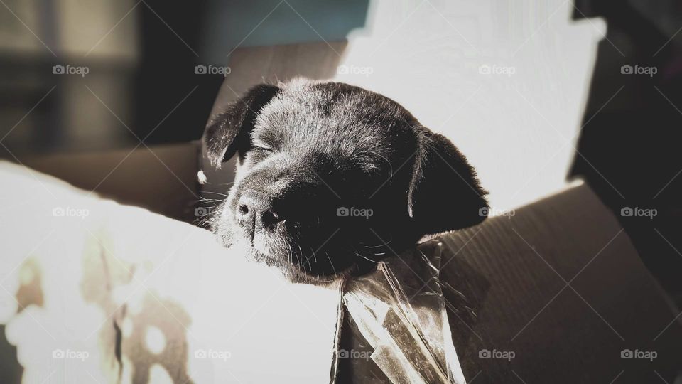 Calm and peaceful... a puppy enjoying the warmth of sunlight in the cold winter morning.