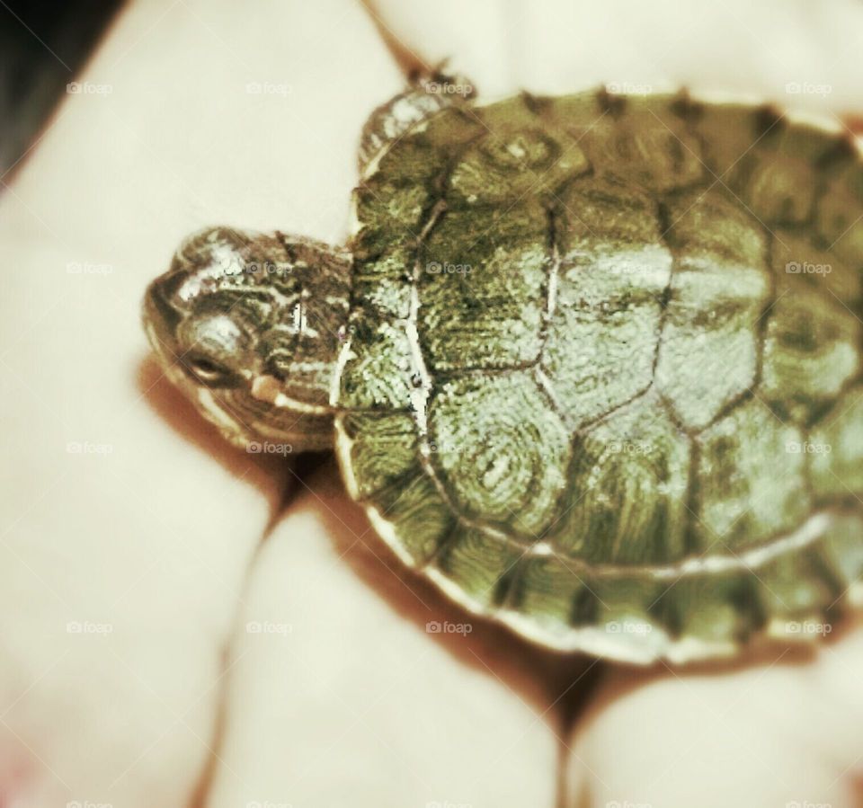 Red Eared Slider hatchling turtle