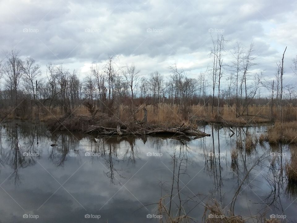 Marsh pond near Tennessee River.