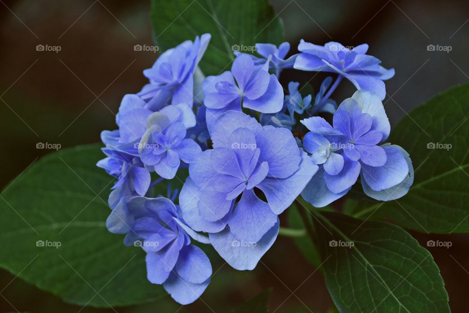portrait of a beautiful tender blue hydrangea