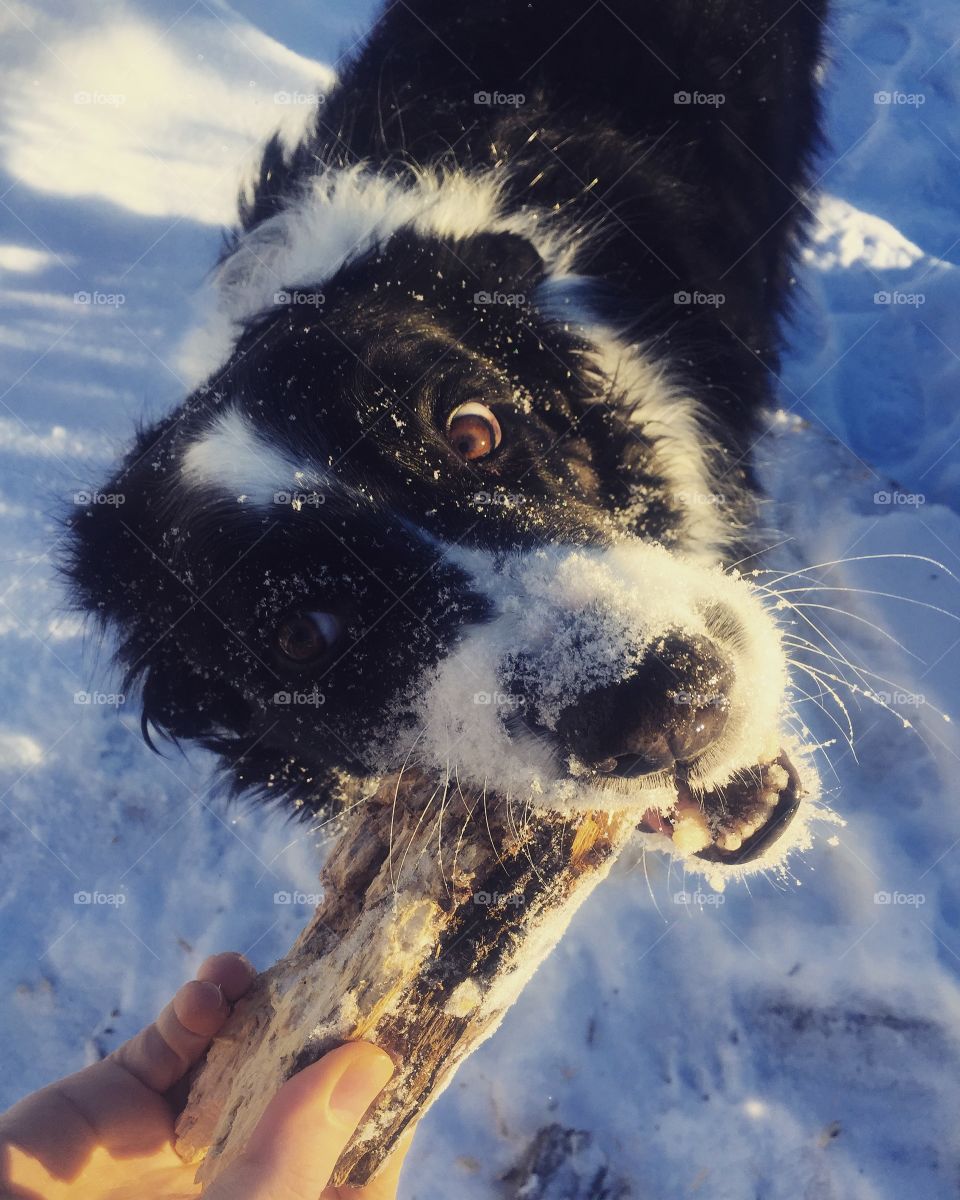 Dog, Portrait, Snow, Animal, Mammal
