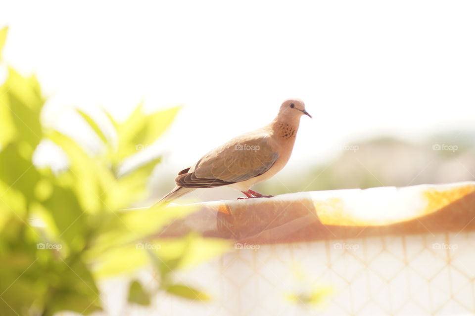 india name bhuri birds lovly