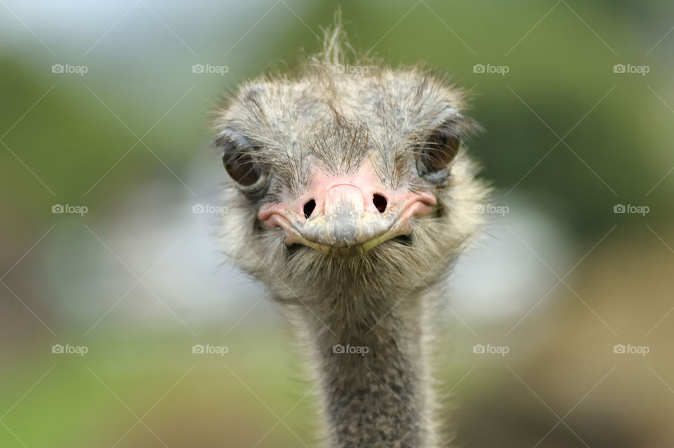 Ostrich close up portrait. Cabarceno Nature Park, Cantabria, Spain.
