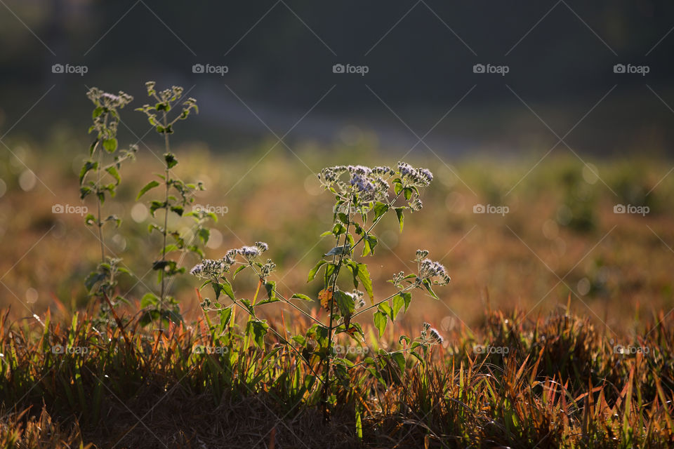 Tip of the grass