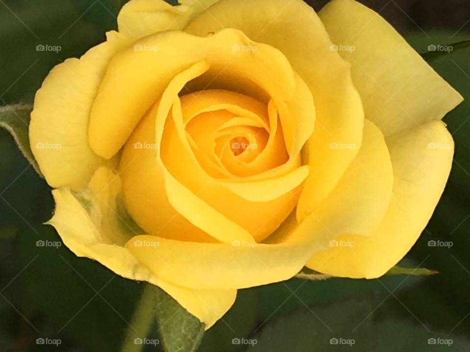 Perfect yellow rose