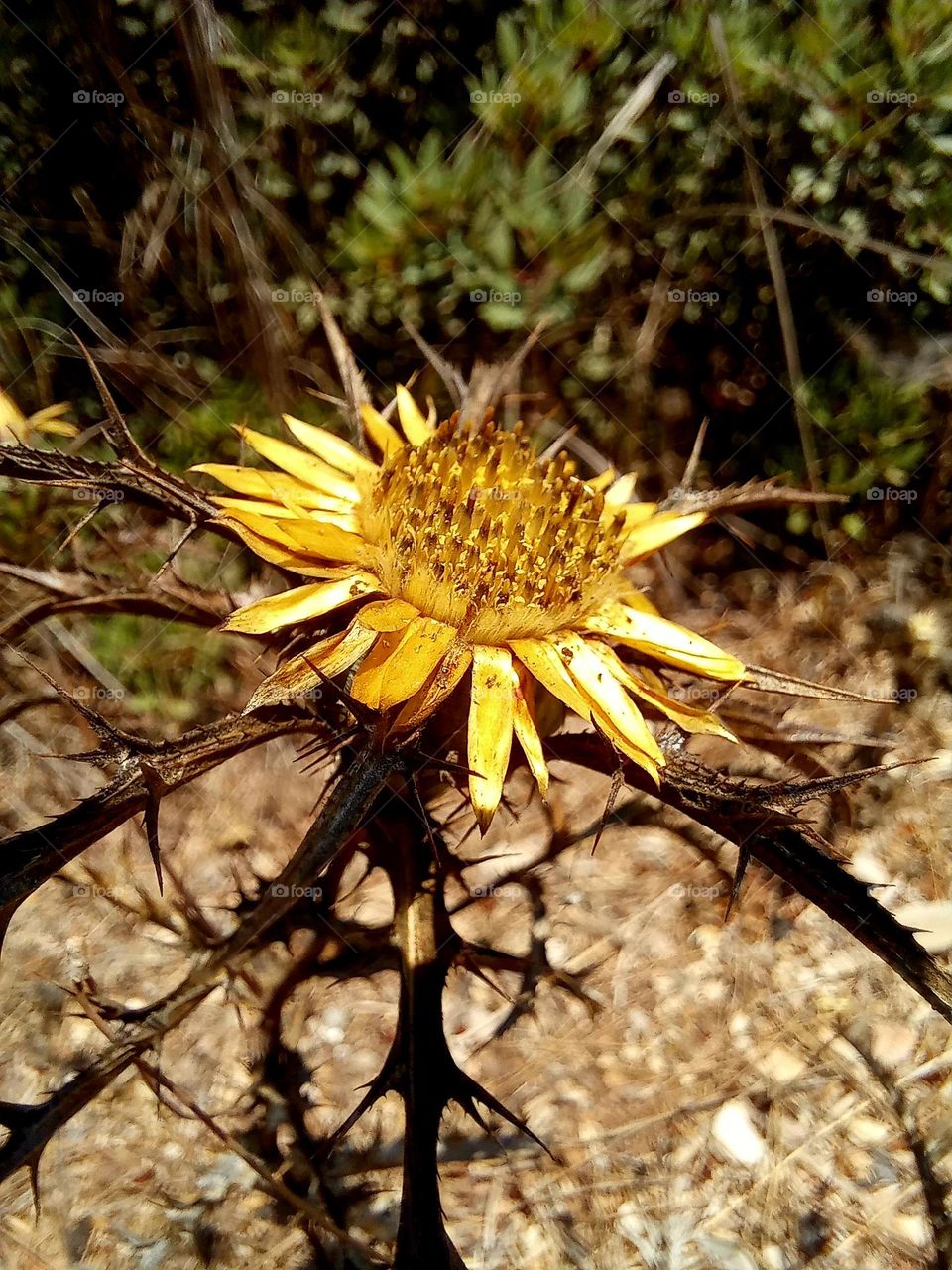 Carlina racemosa