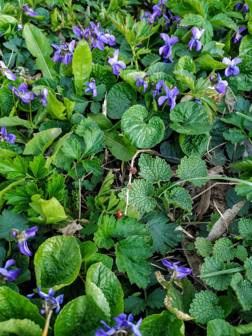 Ladybird and the violets