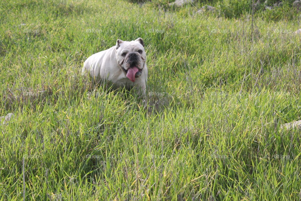 bulldog enjoying life
