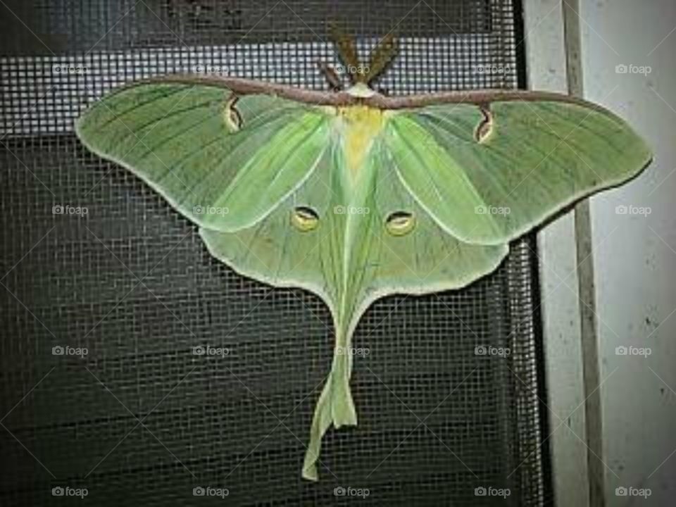  Luna moth (Actias luna) 