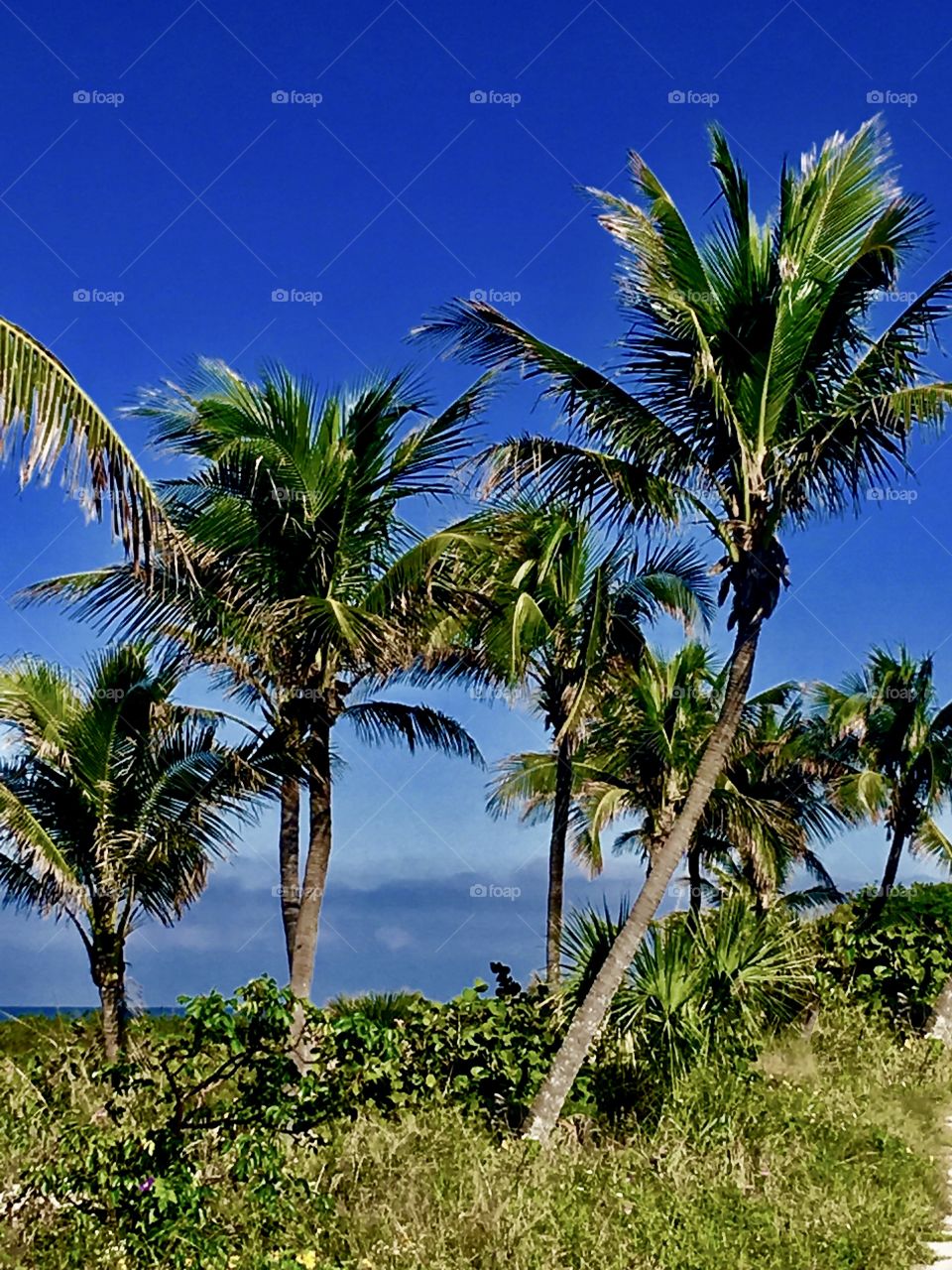 Palm trees Sanibel Island FLORIDA 