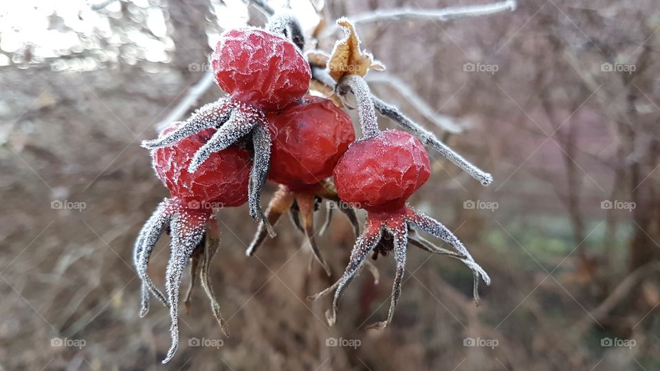 Frost on rose hips - nypon 
