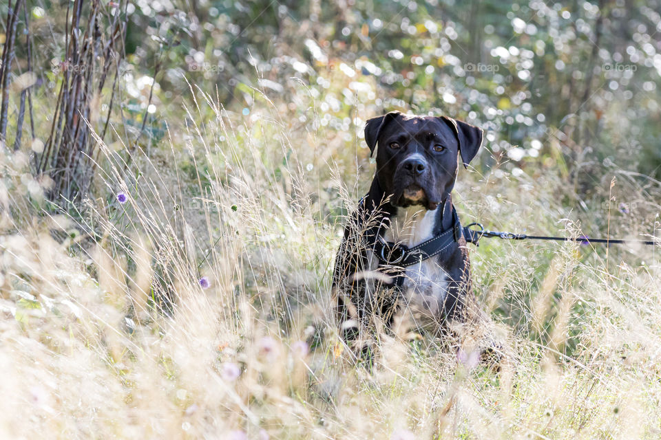 Walk with the dog in bright sunlight 