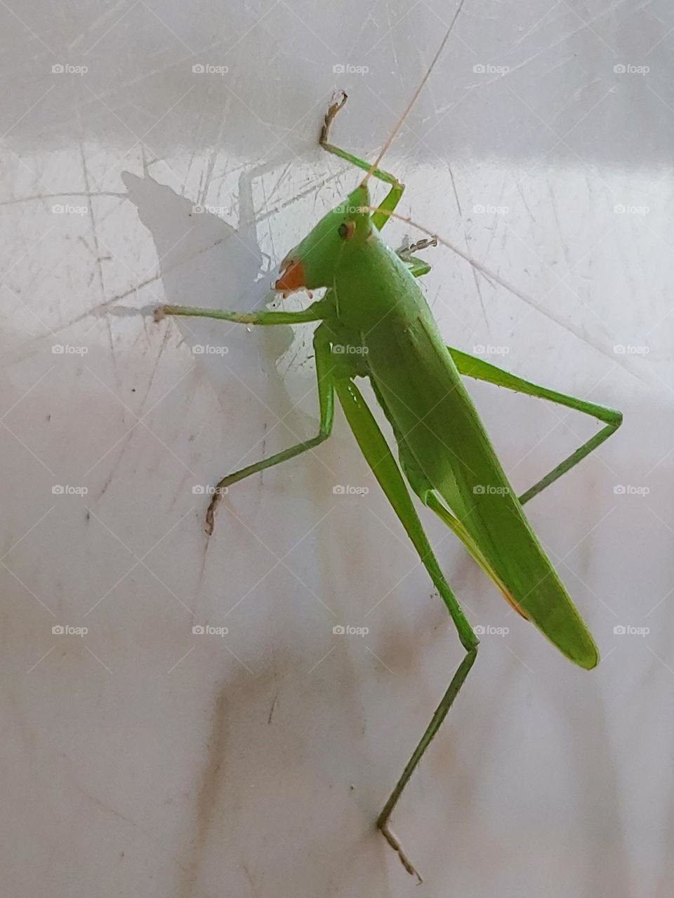 grasshopper captured