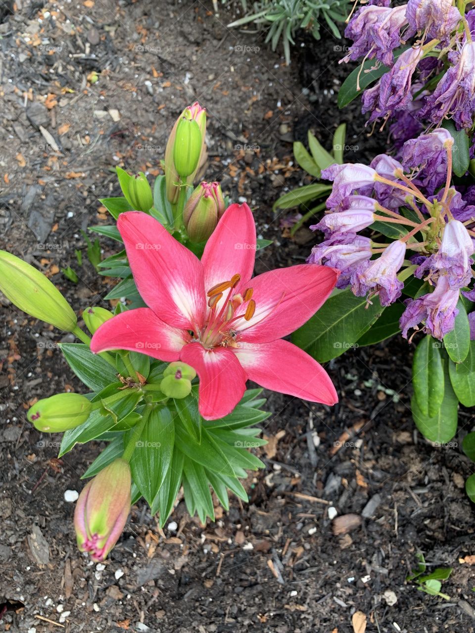 Just as Spring ends the lilies are beginning to blow for summer. I love my flower beds. 