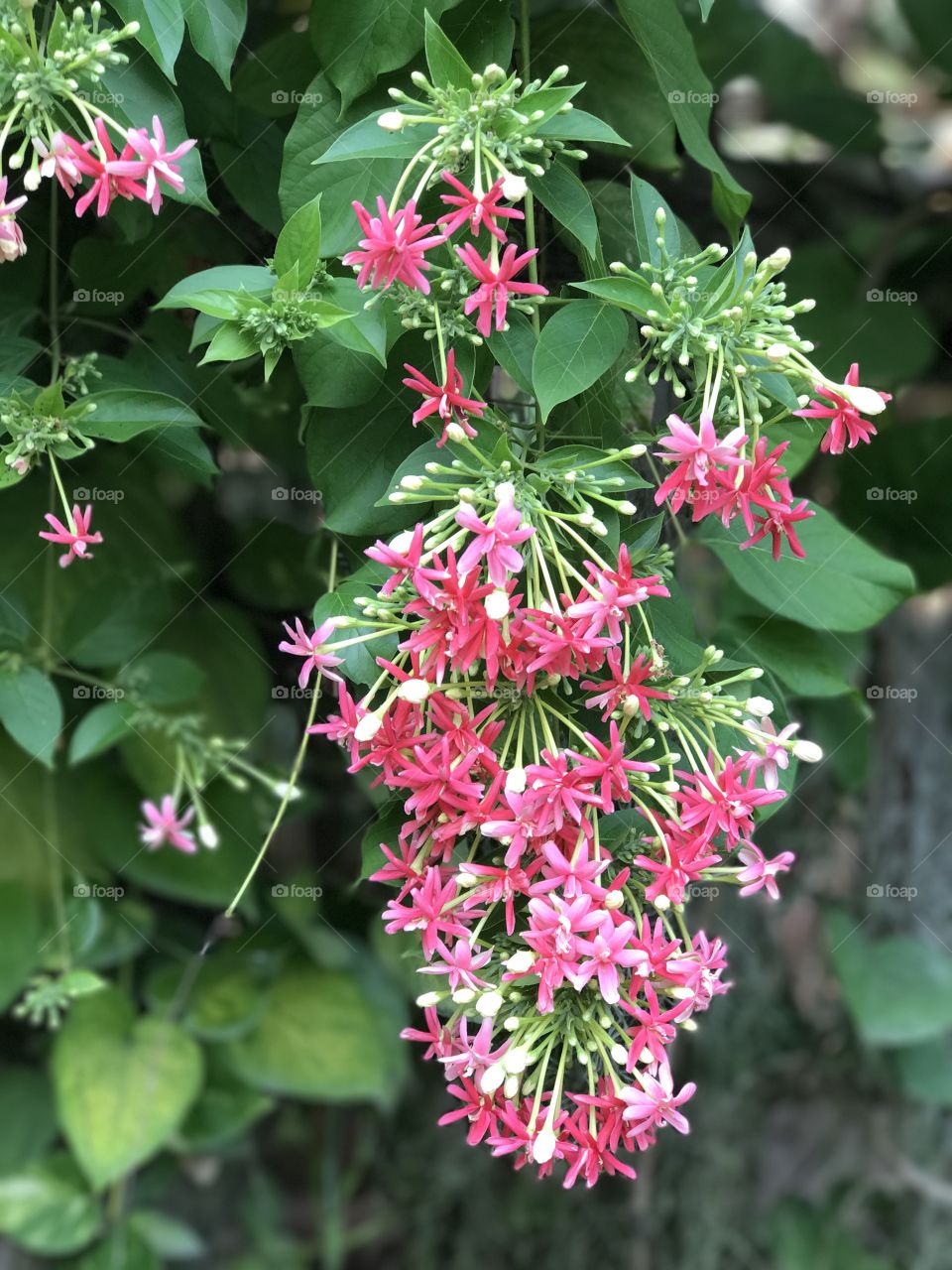Pink flowers of Combretum indicum, also known as the Chinese honeysuckle or Rangoon creeper (Quisqualis indica)