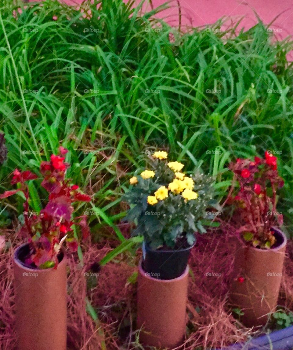 Red and yellow  flower plants planted in copper colored tubes in the garden. 