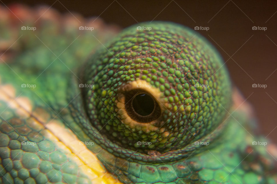Chameleon Eyes